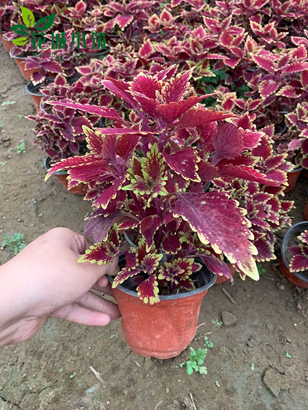 彩葉草